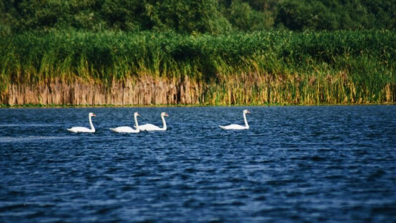 danube-delta-boat-tour-through-the-water-lily-reserve