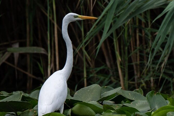 danube-delta-private-tour-biosphere-national-park