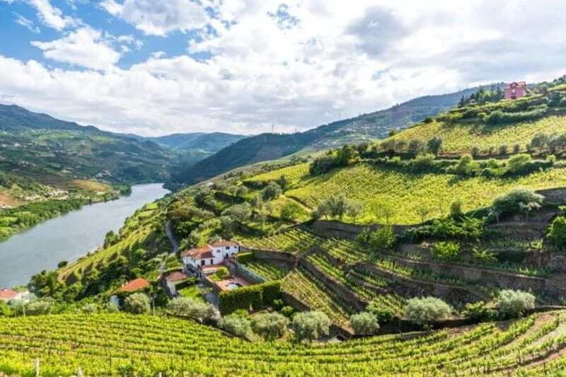 Dão Private Tour: Visit 3 Wineries with Tastings & Lunch - Key Points