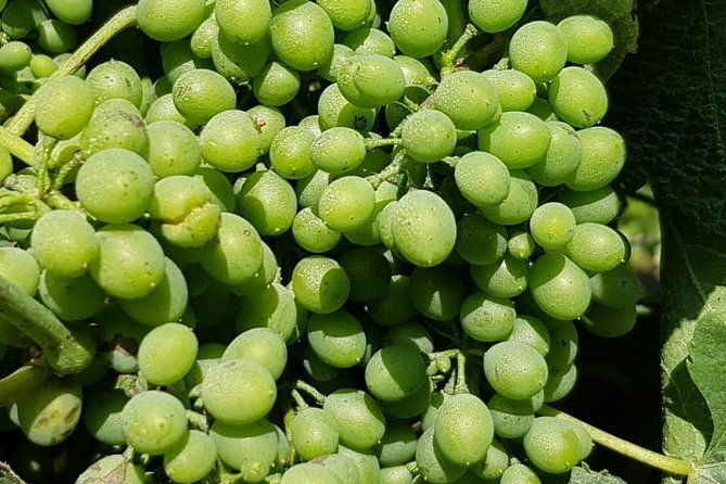 dao-wine-region-portuguese-version-on-bordeaux