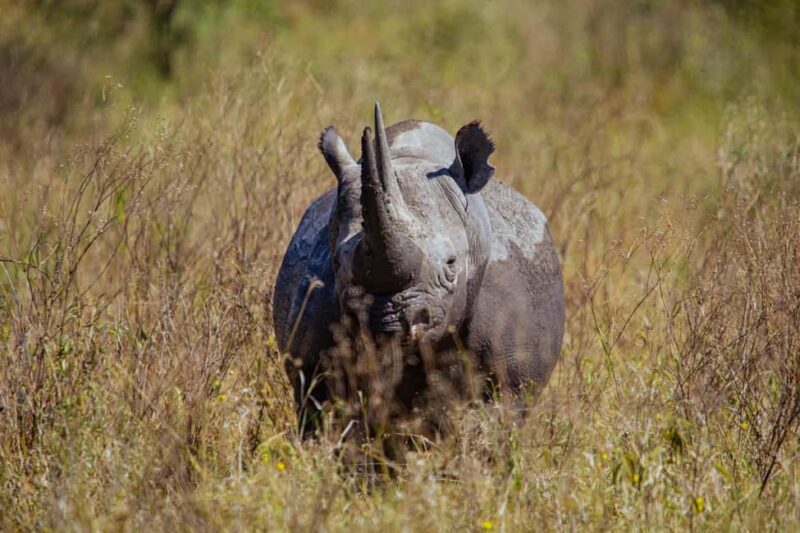 Dar es Salaam: 2-Day Mikumi National Park Camping Safari - Key Points
