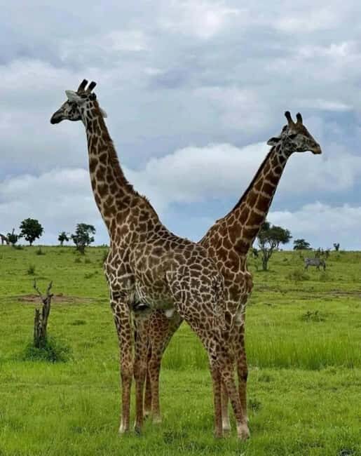 Dar es Salaam: 2-Day Mikumi Park Safari Tour by Luxury Train - Key Points  