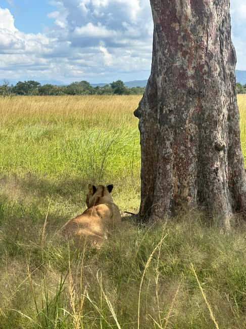Dar es Salaam: 2-Day Mikumi Park Safari Tour by Luxury Train - The Itinerary in Detail  