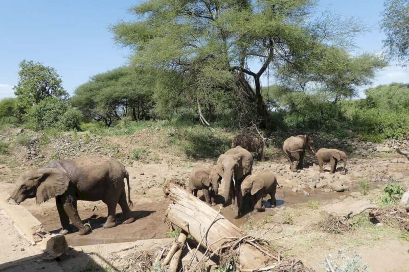 Dar es Salaam: 2-Day Saadani National Park Safari - Introduction