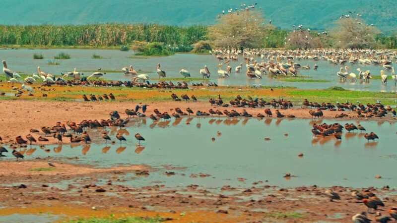 Dar es Salaam: 2-Day Saadani National Park Safari - The Value of the Experience