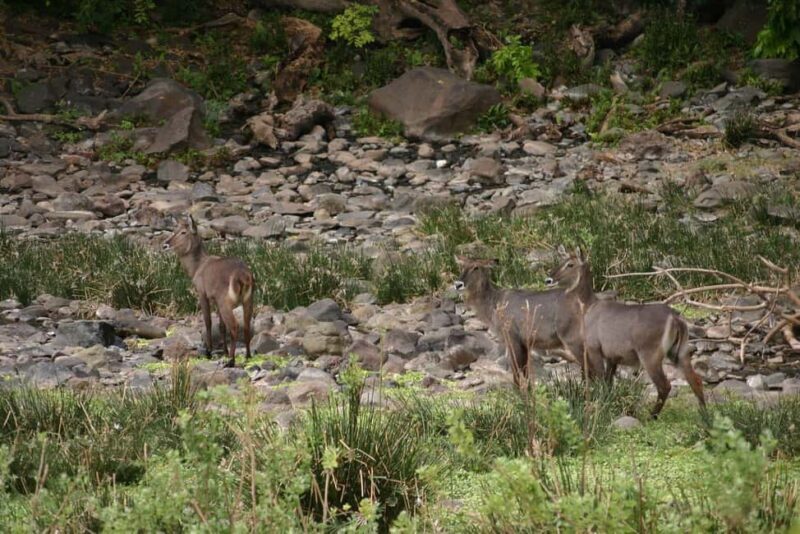Dar es Salaam: 2-Day Saadani National Park Safari - The Sum Up