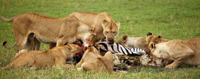 Dar es Salaam: 2-Day Selous Game Reserve Safari - Key Points