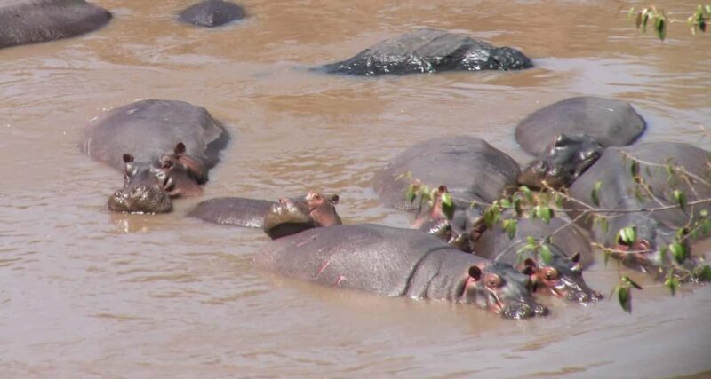 Dar es Salaam: 2-Day Selous Game Reserve Safari - A Detailed Look at the Selous Safari Experience