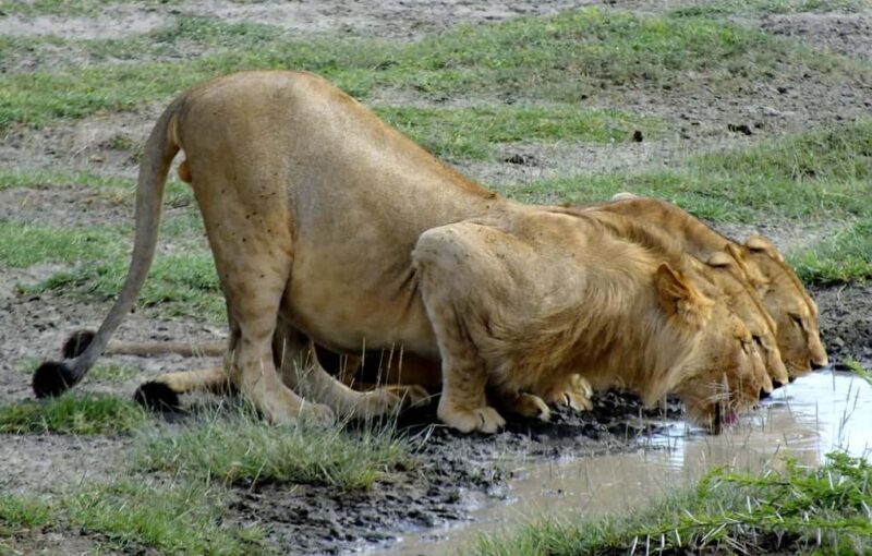 Dar es salaam: 2-Days mikumi national park safari by Train - Exploring the 2-Day Mikumi National Park Safari by Train from Dar es Salaam
