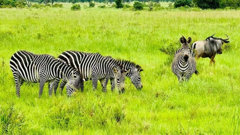 Dar es salaam: 2-Days mikumi national park safari by Train - An Overview of the 2-Day Mikumi National Park Safari
