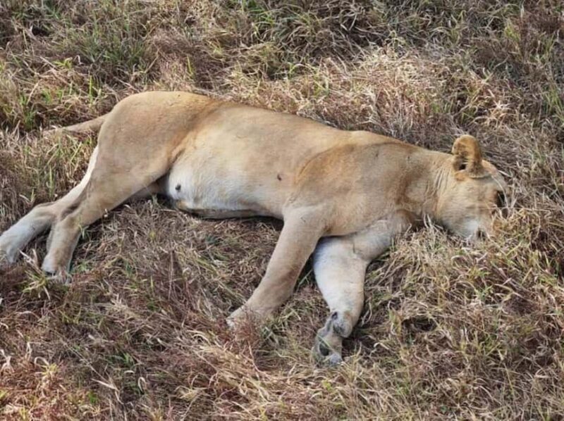 Dar es salaam: 2-Days mikumi national park safari by Train - Day 2: Returning to Dar es Salaam via Morogoro