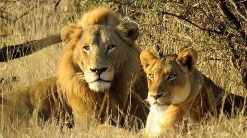 Dar es salaam: 2-Days mikumi national park safari by Train - Whats Included and Whats Not