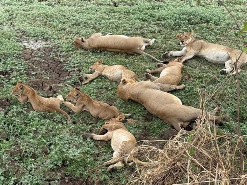 Dar es salaam: 2-Days mikumi national park safari by Train - Practical Tips and Important Considerations