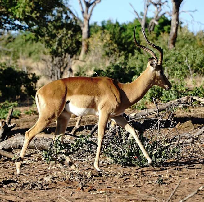 Dar es Salaam: 3-Day Maasai and Mikumi National Park Safari - Exploring the Itinerary: What to Expect