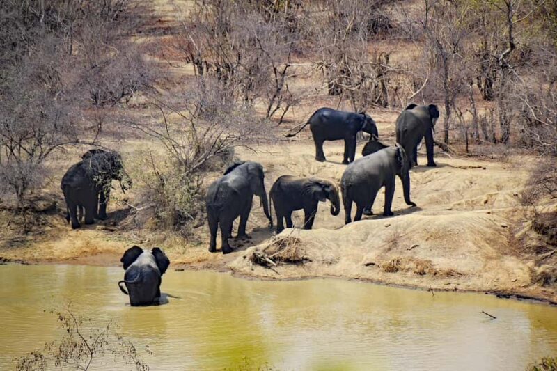 Dar es Salaam: 3-Day Maasai and Mikumi National Park Safari - Practical Tips