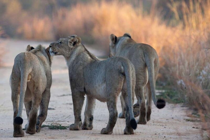 Dar es Salaam: 3-Day Mikumi National Park Safari with Meals - An Authentic 3-Day Mikumi Safari Experience