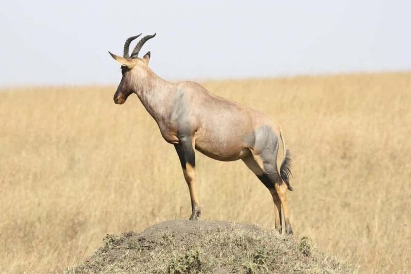 Dar es Salaam: 3-day tour,Mikumi NP, Maasai and Chizua Falls - Transportation and Accommodation
