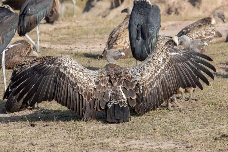Dar es Salaam: 3-day tour,Mikumi NP, Maasai and Chizua Falls - Who Is This Tour Best For?