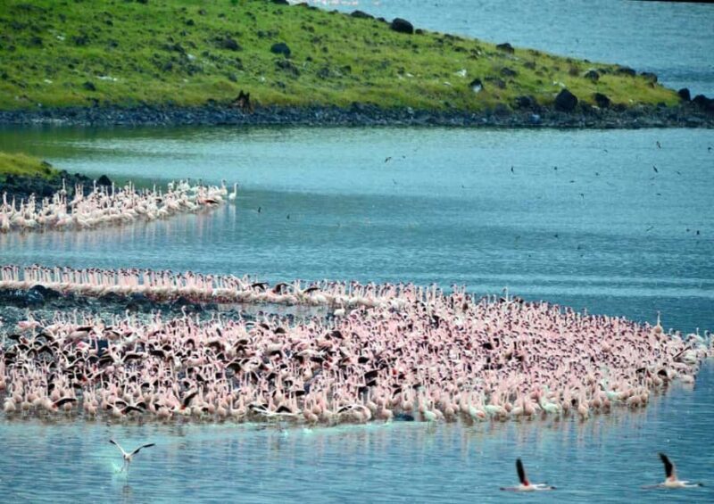Dar es Salaam: 5-Day Mikumi & Nyerere National Park Safari - FAQ