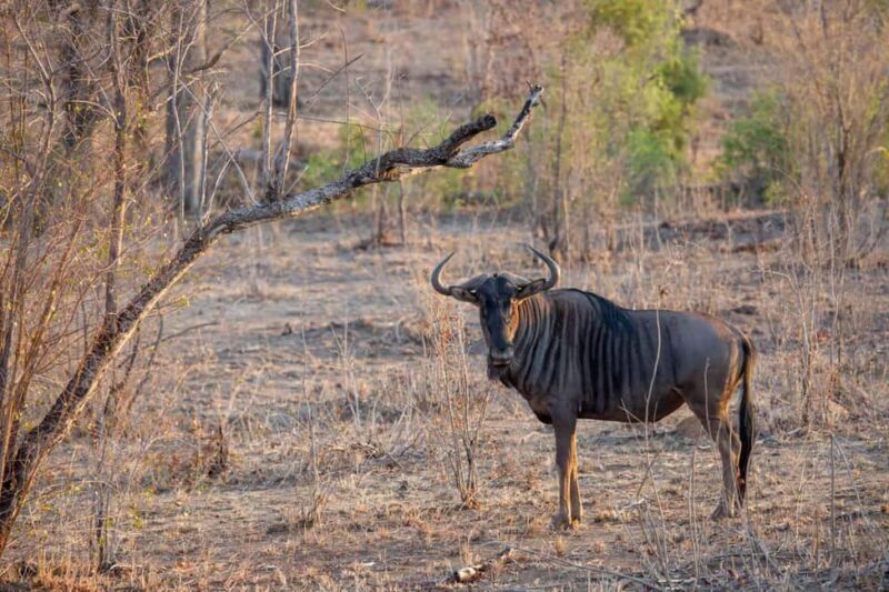 Dar es Salaam: 5-Day Selous and Mikumi National Park Tour - Key Points