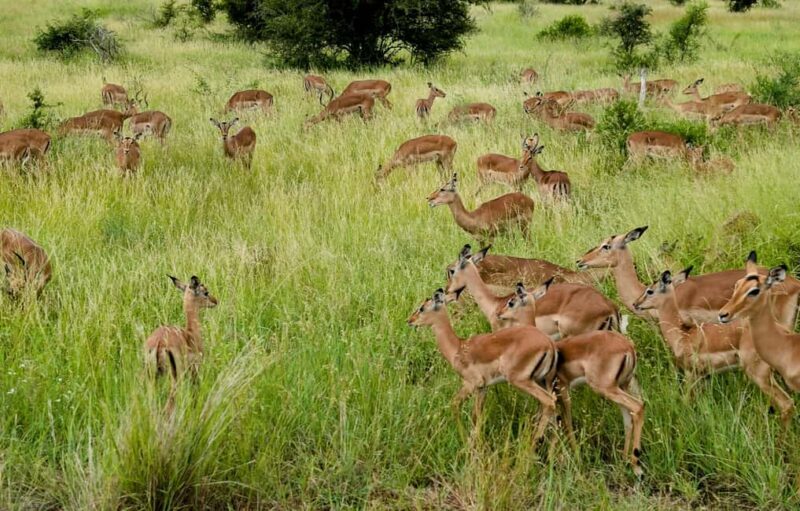 Dar es Salaam: 5-Day Selous Game Reserve & Kilwa Tour - Key Points