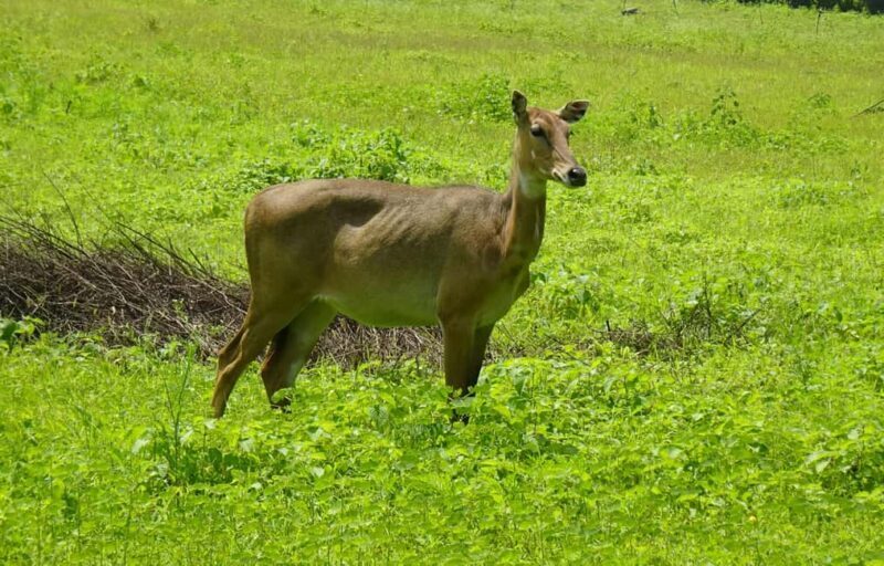 Dar es Salaam: 5-Day Selous Game Reserve & Kilwa Tour - Who Is This Tour Best For?
