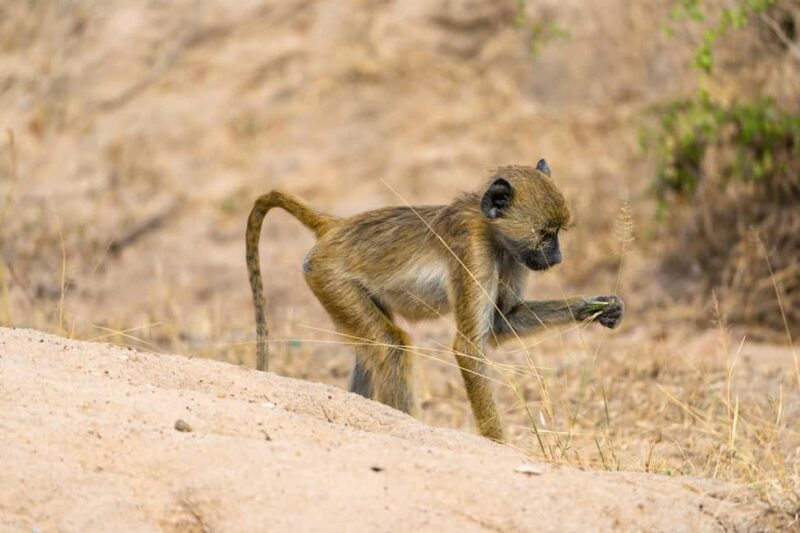 Dar es Salaam: 5-Day Selous Game Reserve & Kilwa Tour - FAQ