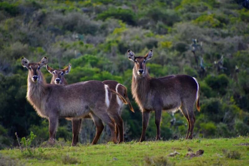 Dar es Salaam: 5-Day Selous Game Reserve & Kilwa Tour - Final Thoughts