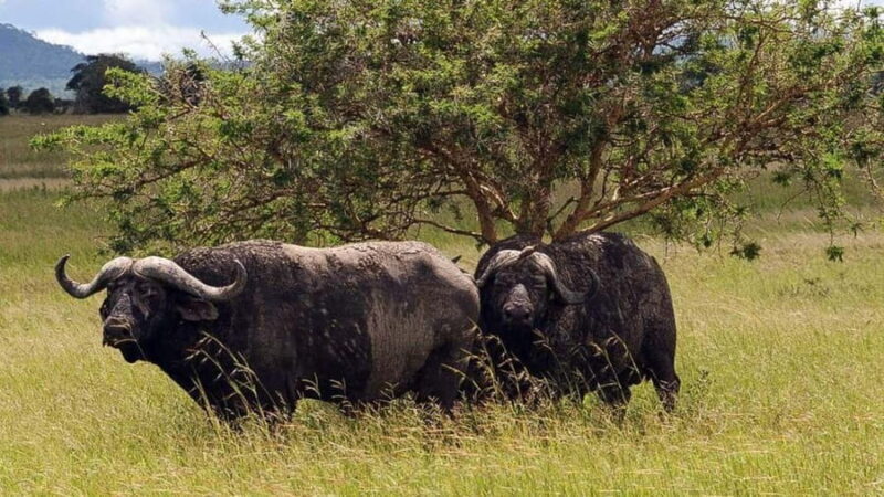 Dar es Salaam: 5-Day Southern Safari Escape - Key Points