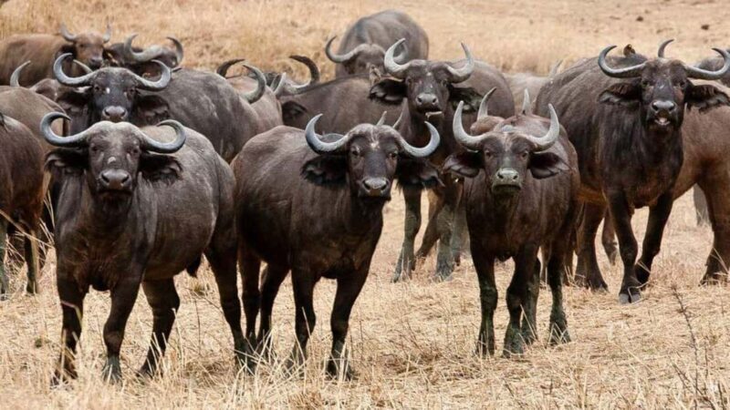 Dar es Salaam: 5-Day Southern Safari Escape - Day 1: Arrival and Transfer to Nyerere National Park