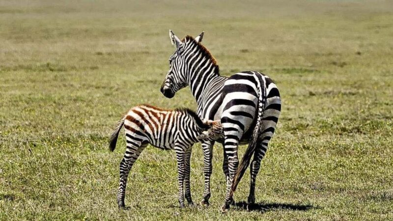 Dar es Salaam: 5-Day Southern Safari Escape - Day 3: Transfer to Mikumi National Park
