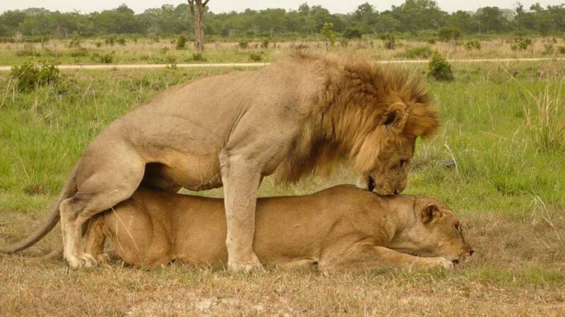 Dar es Salaam: 5-Day Southern Safari Escape - Day 4: All-Day Game Drive in Mikumi