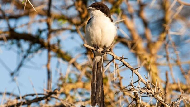 Dar es Salaam: 5-Day Southern Safari Escape - Day 5: Morning Game Drive and Return