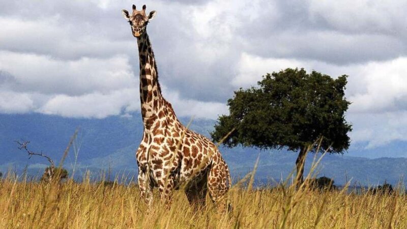 Dar es Salaam: 6-Day Ruaha & Mikumi National Park Safari - What Travelers Say