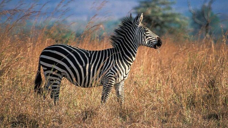 Dar es Salaam: 6-Day Ruaha & Mikumi National Park Safari - Who Is This Tour Best For?