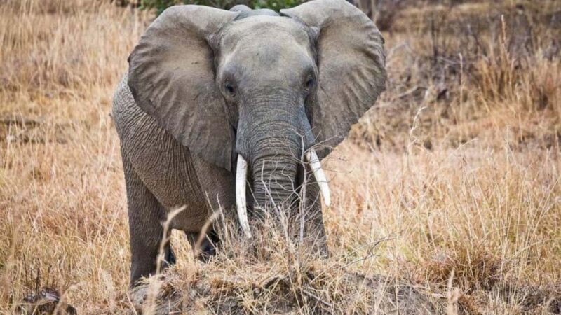 Dar es Salaam: 6-Day Ruaha & Mikumi National Park Safari - The Sum Up