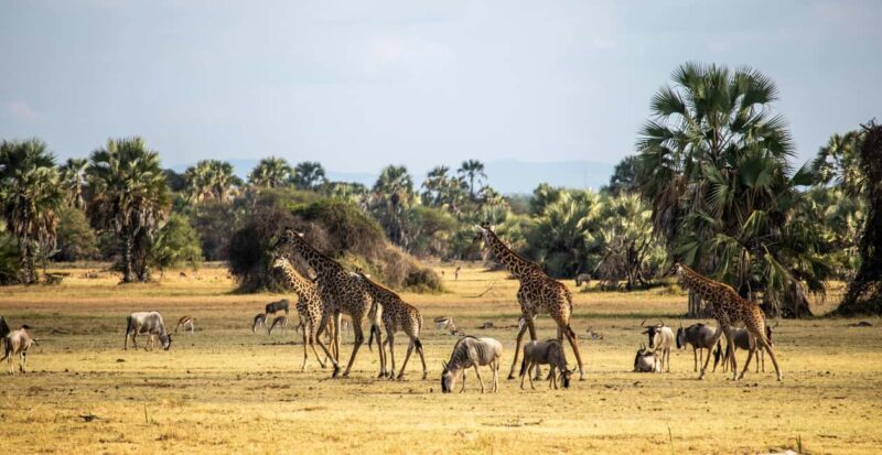 Dar es Salaam: City tour - Who should consider this tour?