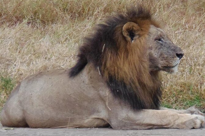 Dar Es Salaam: Day Trip Safari to Mikumi National Park by Train - The Game Drives: What to Expect