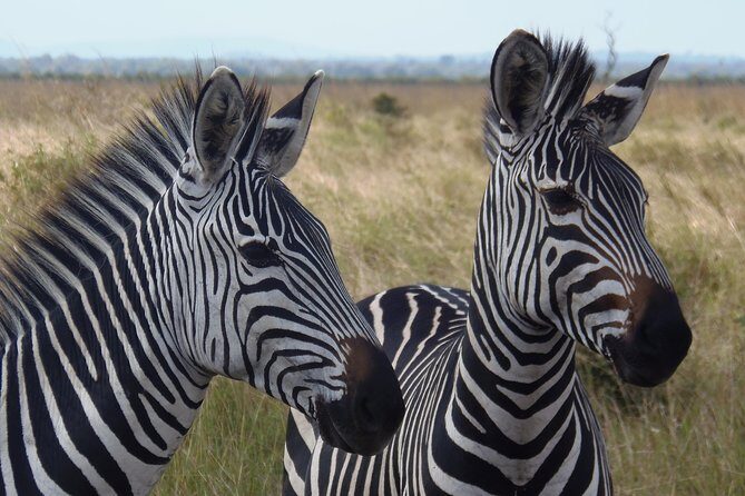 Dar Es Salaam: Day Trip Safari to Mikumi National Park by Train - The Sum Up