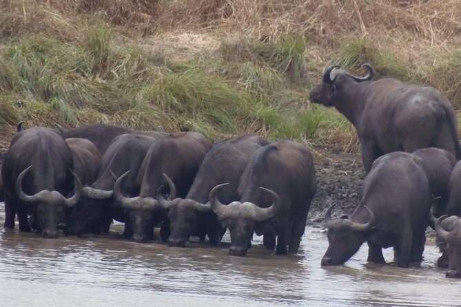 Dar Es Salaam: Day Trip Safari to Mikumi National Park by Train - FAQ