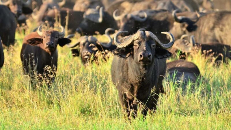 Dar es Salaam: Day Trip to Mikumi National Park - The Practical Details