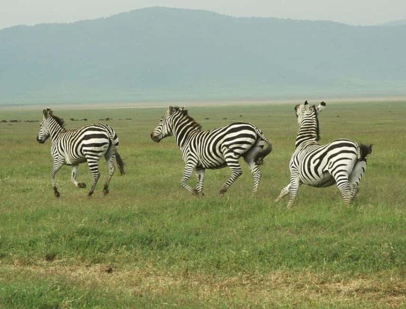 Dar es Salaam: Day Trip to Mikumi National Park - FAQ
