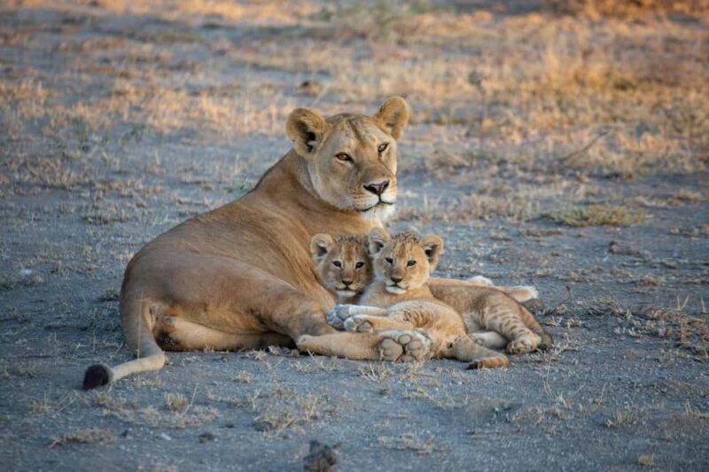 Dar es Salaam: Mikumi National Park 2-Day Train Tour - Key Points