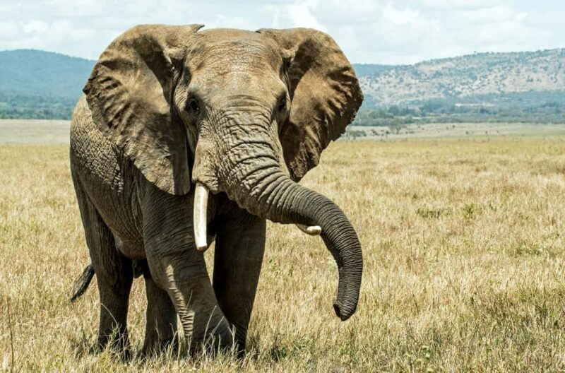 Dar es Salaam: Mikumi National Park 2-Day Train Tour - The Itinerary in Detail: What You’ll Experience