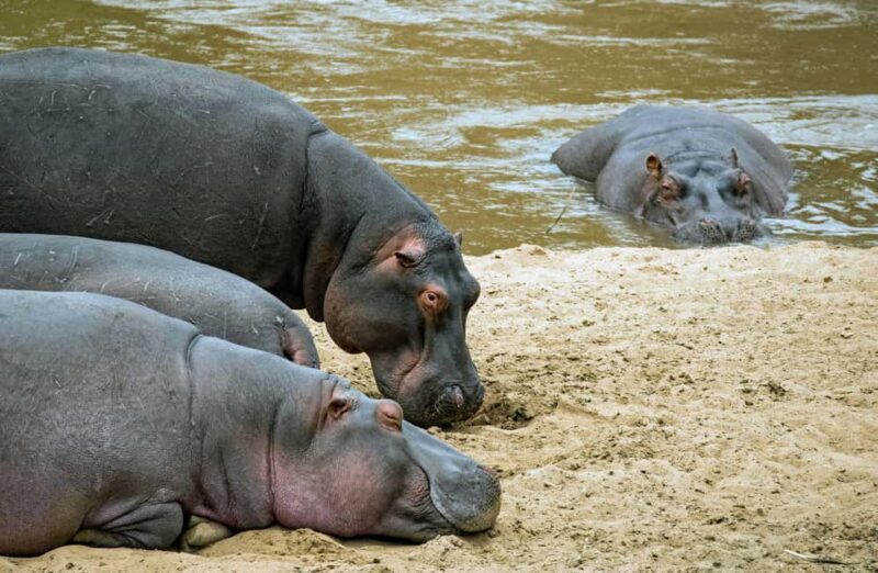Dar es Salaam: Mikumi National Park 2-Day Train Tour - Practical Aspects & Considerations