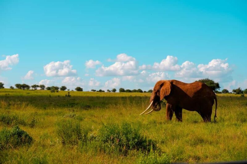 Dar es Salaam: Mikumi National Park 2-Day Train Tour - Who Would Enjoy This Tour?