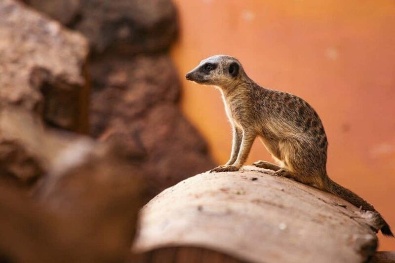 Dar es Salaam: Mikumi National Park 2 days with pick Up - The Experience from Reviews