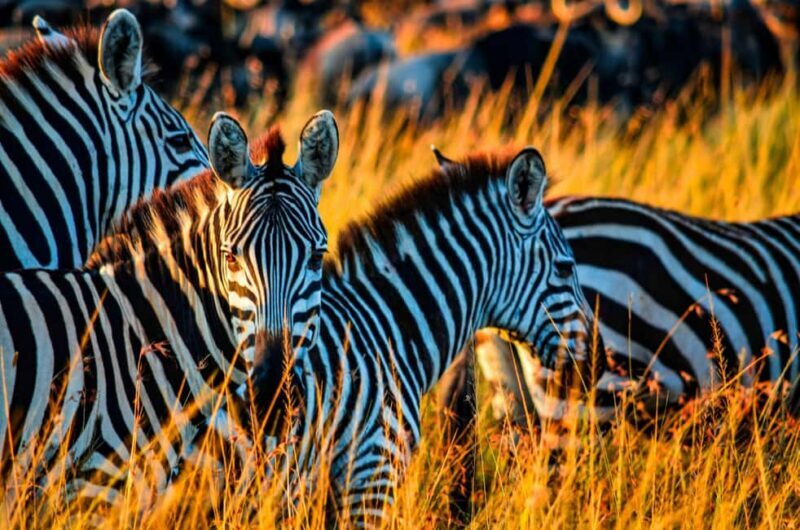 Dar es Salaam: Mikumi National Park 3-Day Safari by Train - An Authentic Tanzanian Safari Experience