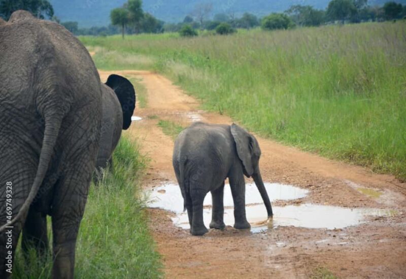 Dar es Salaam: Mikumi National Park 3-Day Safari by Train - Authentic Highlights and Review Insights