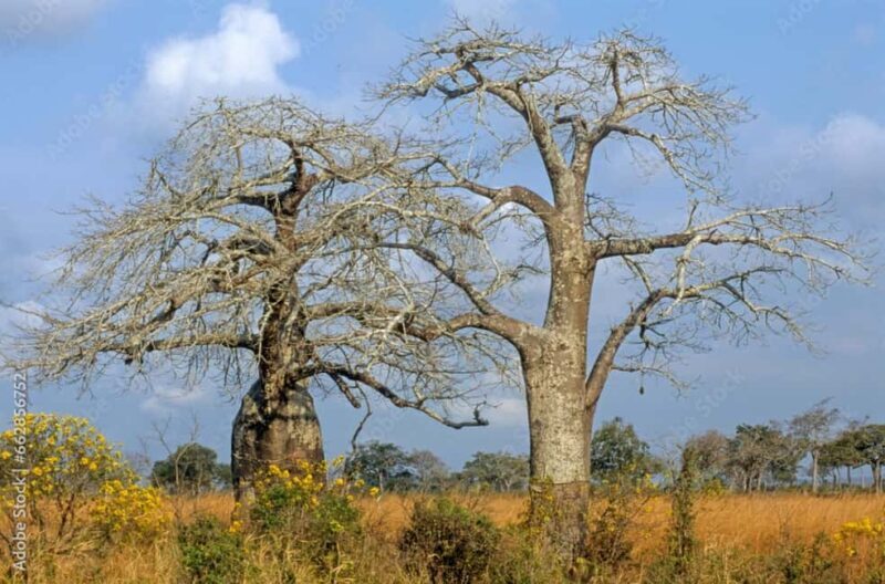 Dar es Salaam: Mikumi National Park 3-Day Safari by Train - Who Should Consider This Safari?